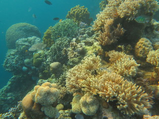 Obraz na płótnie Canvas Arrecife en wakatobi