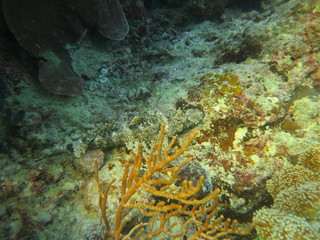 Fototapeta na wymiar Arrecife en wakatobi