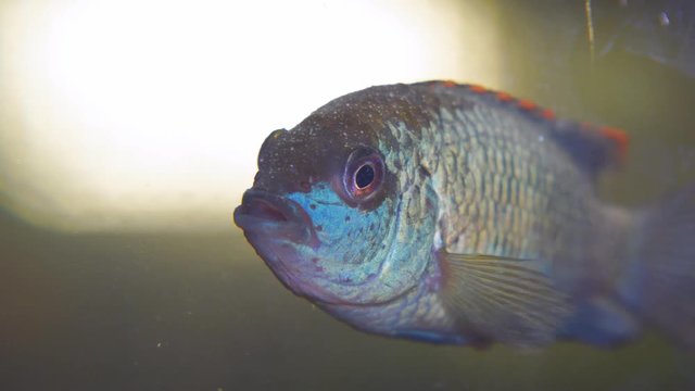 The fish in the aquarium. Portrait of a South American aquarium fish of the cichlid family called Laetacara curviceps. Close up. Selective focus