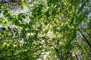 The sun in the branches of trees covered with young spring leaves