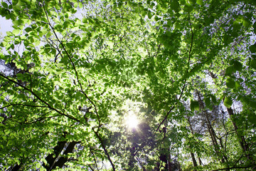 Słońce w gałęziach drzew pokrytych młodymi, wiosennymi liśćmi