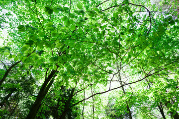 Gałąź drzewa pokryta młodymi, zielonymi liśćmi