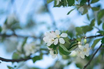 flowers on a tree branch are white