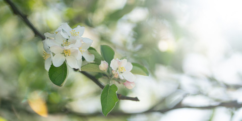 flowers on a tree branch are white