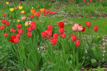 Tulip time