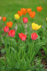 Tulip time