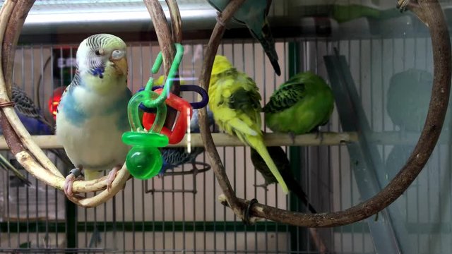 Colored parrots on a perch. Poultry parakeets in a cage.  
