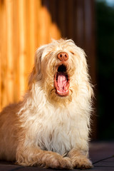 Mischlingshündin im Sonnenlicht