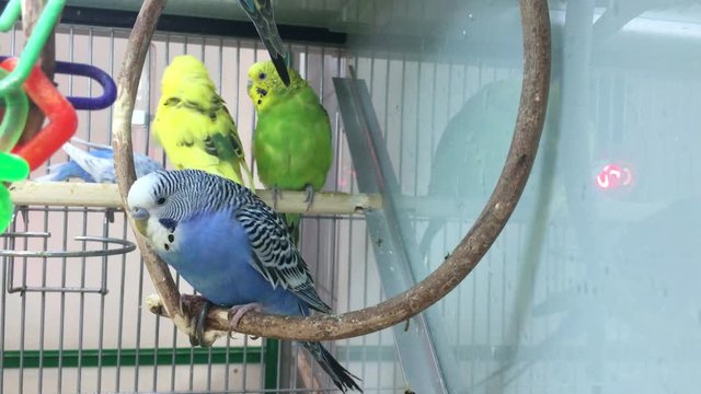 Colored parrots Melopsittacus undulatus on a perch. Poultry parakeets in a cage.   