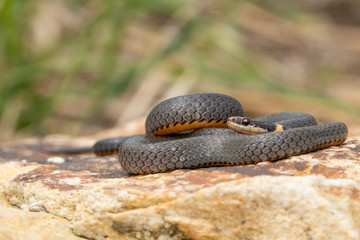 Northern ringneck snake - Diadophis punctatus