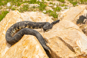 Black timber rattlesnake basking in rocks - Crotalus horridus