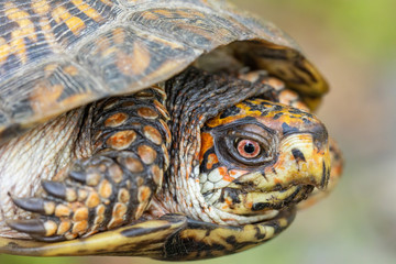 Eastern box turtle - Terrapene carolina