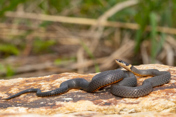 Northern ringneck snake - Diadophis punctatus