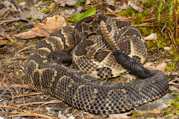 Timber rattlesnake - Crotalus horridus