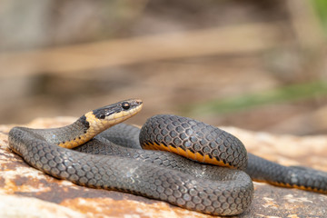 Northern ringneck snake - Diadophis punctatus