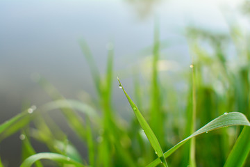 green grass with dew drops