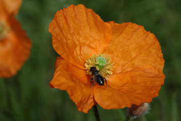Poppy flower (Papaver rhoeas), Papaveraceae (Papaveraceae)
