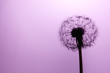 Dandelion seeds close-up macro in sunlight on a soft purple, violet background. Allegory of purity and lightness.