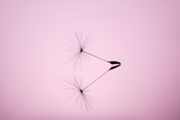 Dandelion seed close-up macro on a mirror surface on a soft pink background. Allegory of purity and lightness.