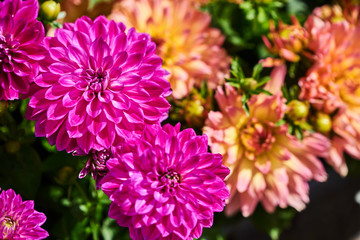 Many colorful flowers in pots for sale at the market outside