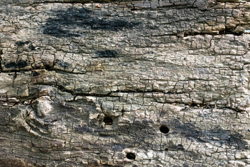 wood texture