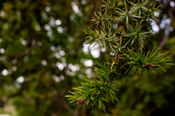 Fototapeta na wymiar juniper in summer
