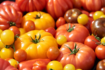 Beautiful, colorful tomatoes photographed close up at a market on a sunny day.
