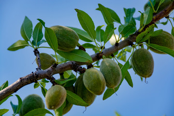 Young green almonds nuts riping on almond tree