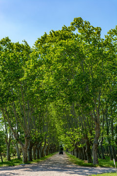 Scenic Provencal large old plane trees alley in summer