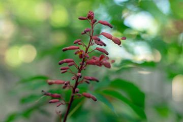 Red buckeye flowers, Aesculus pavia, in the spring. Hummingbird attractor.