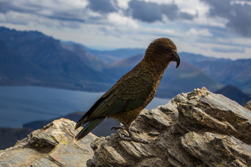 Kea birdon the top of the Ben Lomond track, Queenstown, south island, New Zealand.