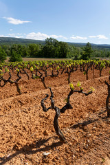 Fototapeta na wymiar Production of rose, red and white wine in Luberon, Provence, South of France, vineyard on ochres in early summer