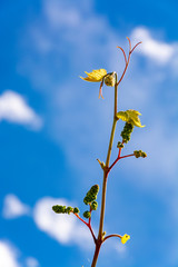 Young grape vine with small green grapes on blue sky background