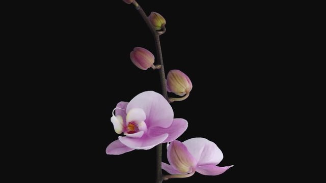 Time-lapse of opening soft pink Phalaenopsis orchid 1f1 in PNG+ format with ALPHA transparency channel isolated on black background
