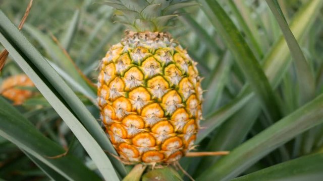 Close up of Yellow pineapple in plantation field. Tropical pineapple fruit with natural farm
