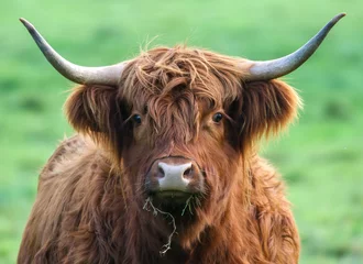Photo sur Plexiglas Highlander écossais Vache Highland