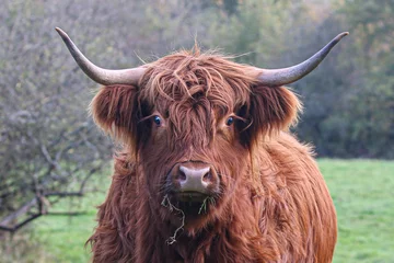 Cercles muraux Highlander écossais Vache Highland
