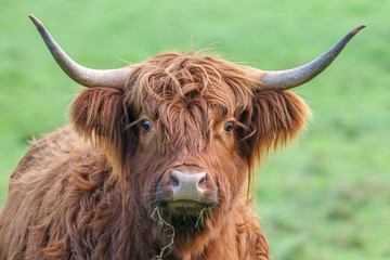 Highland Cow - 268568628