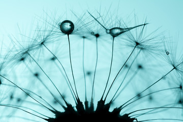 Dandelion seeds macro closeup with a drop of water, dew on a clear blue sky background in the sunlight. Allegory of purity and lightness.