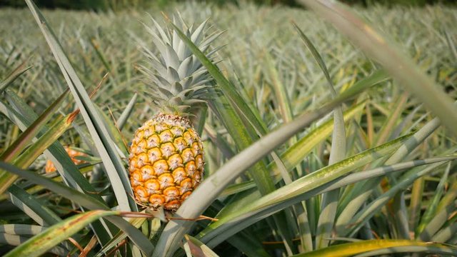 Close up of Yellow pineapple in plantation field. Tropical pineapple fruit with natural farm