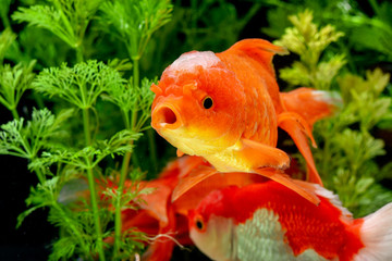 Goldfish carassius auratus background aquatic plants