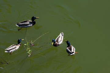 Aerial view of multiple ducks swimming by a tree branch tossed in the water