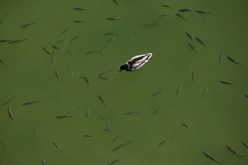 Aerial view of single duck swimming along with fishes in the water