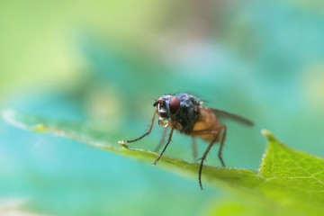 Fototapeta premium Bubble blowing fly insect closeup on leaf against green and turquoise blurred background