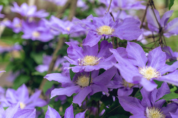 Large purple Clematis flowers in a garden in the Spring