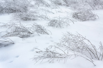 Branches in snow field bent down by ice storm