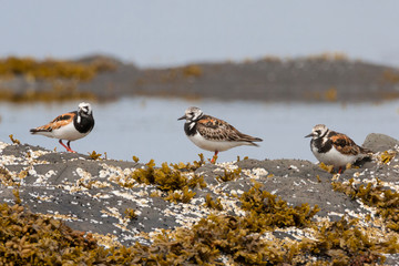 Three Ruddy Turnstones shorebirds on rock with algae and barnacles at low tide