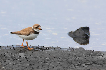 Close up of Semipalmated Plover walking on rock at low tide