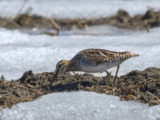 Wilson's Snipe bird feeding in springtime field of mud and snow