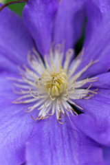 Large purple Clematis flowers in a garden in the Spring